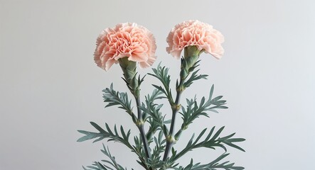 plant with ruffled carnation flower and narrow grayish green leaves on plain white background