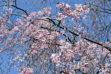 Fototapeta premium 桜「ヤエベニシダレ」枝垂れ桜 