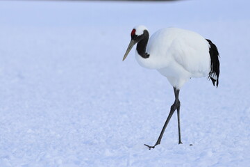 Obraz premium red-crowned crane