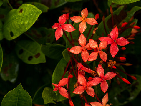 A close-up of a bright red Ixora flower decorated with raindrops. Young buds and green leaves in the background add a fresh and natural feel. Copy space, Space available for text