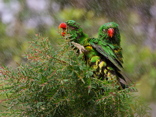 Parrots in Bird paradise