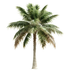 Palm tree with lush green leaves against a clear blue sky in a tropical setting on white background , cut out.