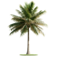 Obraz premium Palm tree silhouette against a solid black background for nature and tropical themed designs on white background , cut out.