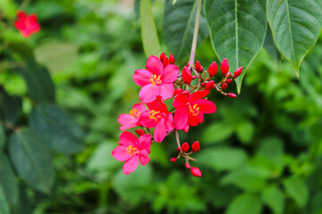 Jatropha integerrima, commonly known as peregrina or spicy jatropha