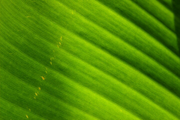 Close up detailed of Banana leaf texture. Green background. Leaves background