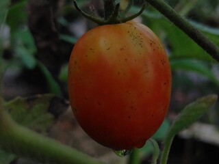 Fresh Tomatoes with Dew Drops, Fresh Tomatoes Ready to Harvest