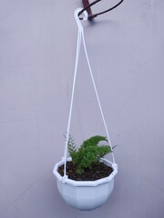 Minimalist Hanging Pot with Ornamental Nail Plants