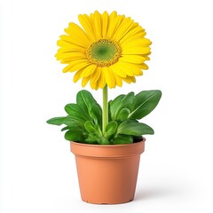 Obraz premium Vibrant Yellow Gerbera Daisy In Terracotta Pot