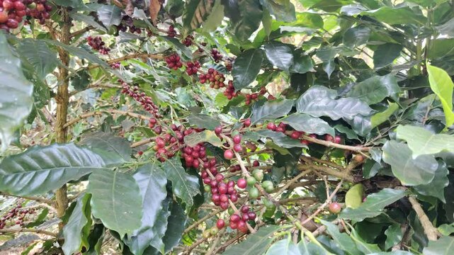 Ripe red coffee beans on a coffee plant