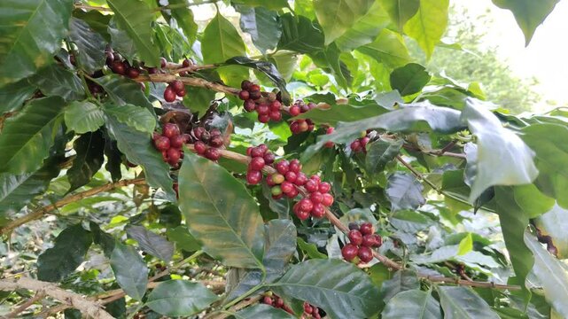 Ripe red coffee beans on a coffee plant