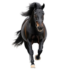 Fototapeta premium Black horse galloping on a solid black background creating a dramatic visual effect in motion on white background , cut out.