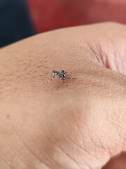 Aedes mosquito sucking blood on human skin, blurred natural background.