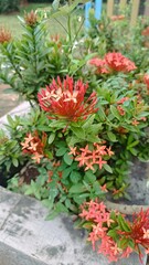 tree with red flowers