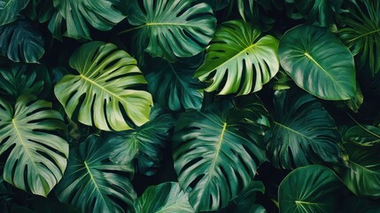 Fototapeta premium A vibrant close-up shot of a tropical green leaf, a flat lay backdrop, perfect for creating a fresh and lush wallpaper or banner.