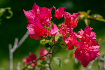 A Beautiful Flower With Soft Bokeh In The Background, Symbolizing Purity And Freshness In Nature