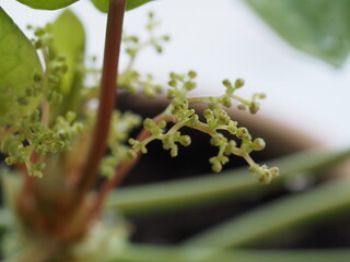 観葉植物　ピレア・ペペロミオイデス　花
