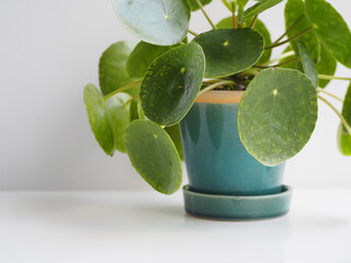 観葉植物　ピレア・ペペロミオイデス