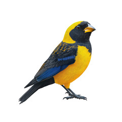 Vibrant Yellow-and-Blue Mountain Tanager Bird Isolated on transparent background