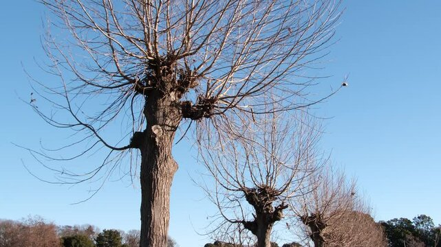 田んぼのハサ木