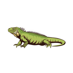 Simple Illustration Of An Iguana