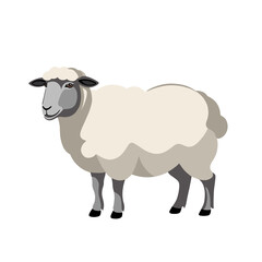 Simple Illustration Of A Sheep