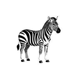 Simple Illustration Of A Zebra