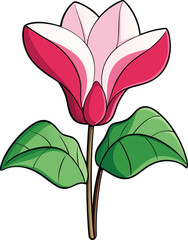 Cyclamen flower vector illustration, pink and white petals, delicate botanical design, isolated on white background, floral art, hand-drawn, nature-inspired clipart.