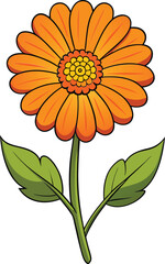 Calendula flower vector illustration, vibrant botanical design, blooming petals, floral art, nature-inspired, perfect for cosmetics, medicine, decor, and backgrounds.