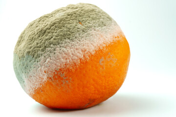 close-up of a rotten orange with mold isolated on white background and copy space