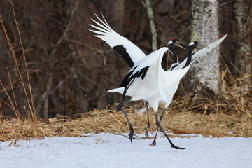 red-crowned crane
