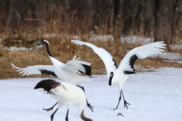Obraz premium red-crowned crane