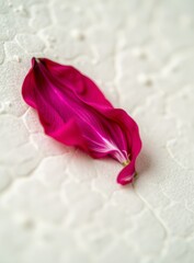 Colorful Tulip Petals on Textured Paper Background, Spring Floral Design