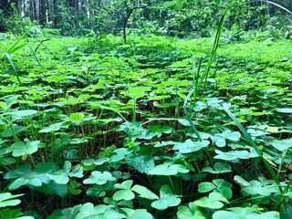 green forest in the morning