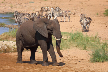 Afrikanischer Elefant und Steppenzebra im Tsendze River/ African elephant  and Burchell's zebra in...