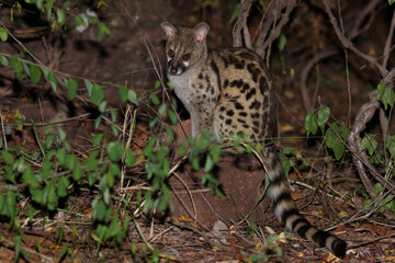 Südliche Großfleck-Ginsterkatze / South African large-spotted genet / Genetta tigrina