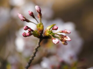 桜　ソメイヨシノ　つぼみ
