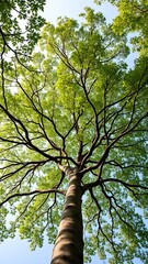 Fototapeta premium Majestic Tall Tree with Vibrant Green Leaves Under Clear Blue Sky Creating a Peaceful Natural Scene