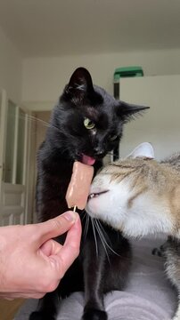 A black cat and a tabby cat share a cat-friendly ice cream on a wooden stick. Their playful interaction captures a funny and adorable moment.