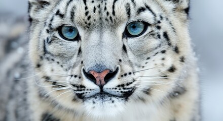 Naklejka premium Close-up of snow leopard with blue eyes in natural habitat
