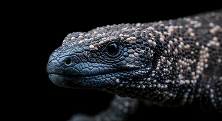 Fototapeta premium Blue-Gray Lizard Profile Close-Up Macro Photography Dark Background