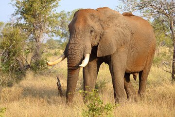 Fototapeta premium Afrikanischer Elefant / African elephant / Loxodonta africana..