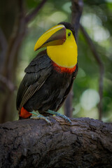 toucan on a branch
