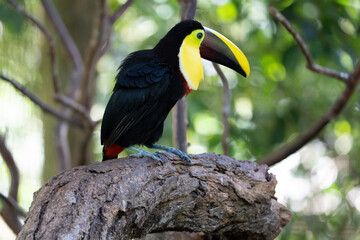 toucan on a branch