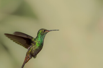 hummingbird in flight
