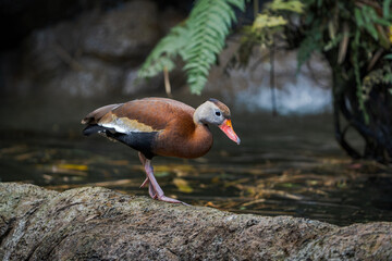 duck on the ground with water