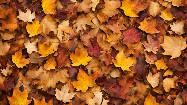 Autumn mapple leaves on the ground, background
