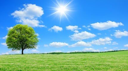 Obraz premium Single Tree in a Sunny Field Under a Bright Blue Sky