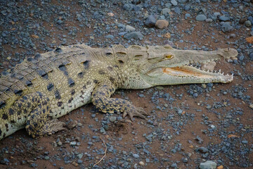 crocodile on the ground