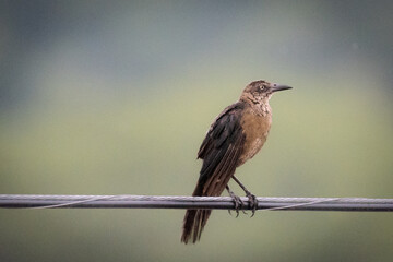 bird on a cable