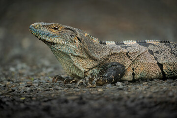 iguana on the sand